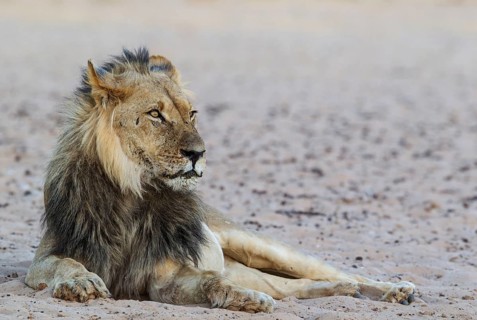 Black-maned lion