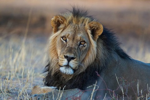 Black-maned lion