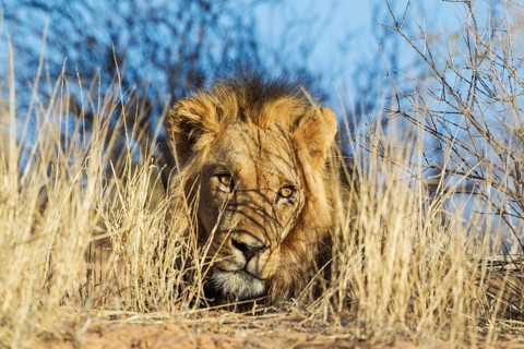 Black-maned lion