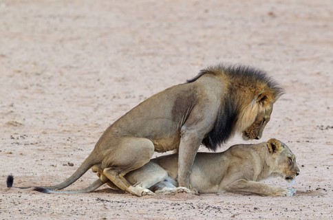 Black-maned lions