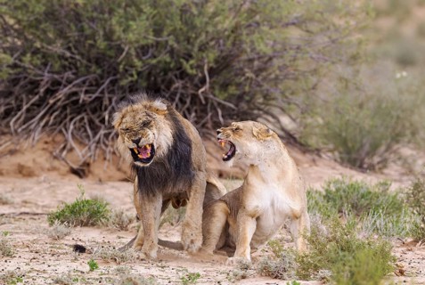 Black-maned lions