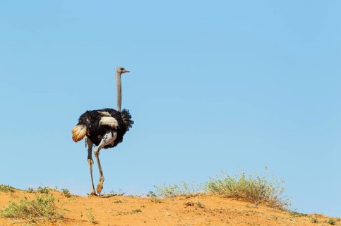 Ostrich