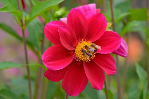 Bees