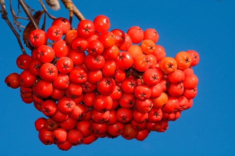 European rowan