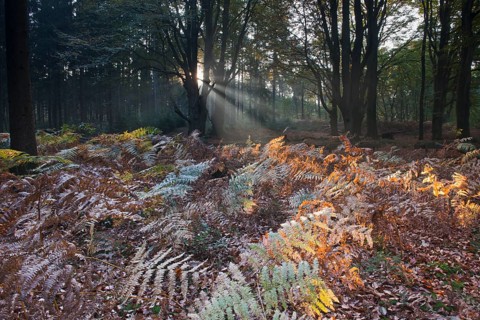 Bracken