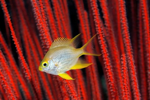 Golden damselfish