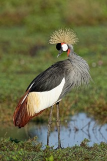 Gray crowned-crane