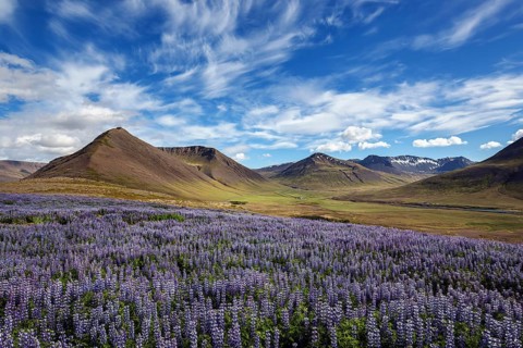 Blue flowering Nootka lupins