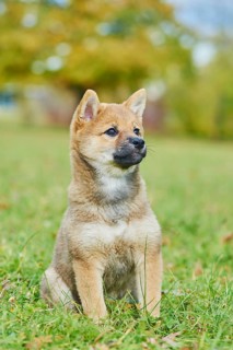 Shiba