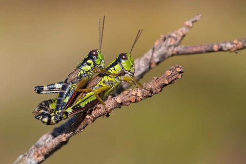 Green Mountain Grasshopper