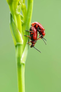Scarlet lily beetle