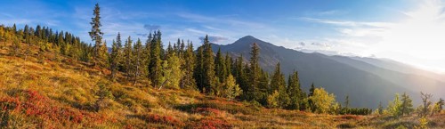 Autumnal mountain landscape with dwarf shrubs