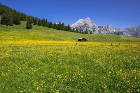 Walder-Alm