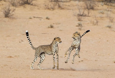 Cheetah