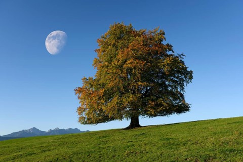 Common beech
