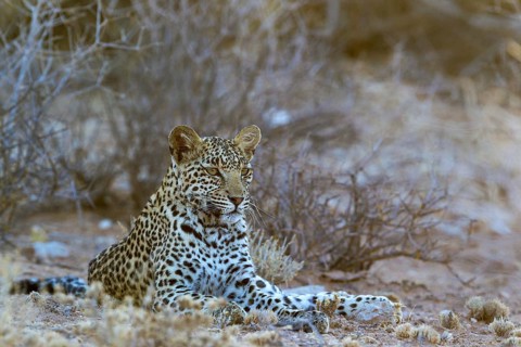 Leopard