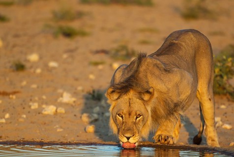 Black-maned lion