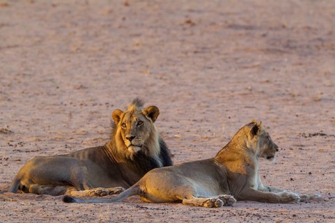 Black-maned lions