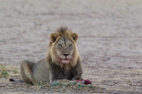 Black-maned lion