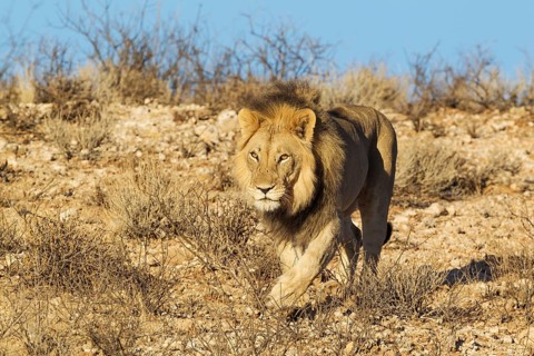 Black-maned lion