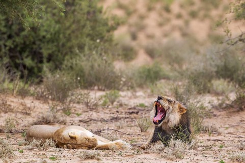 Black-maned lions