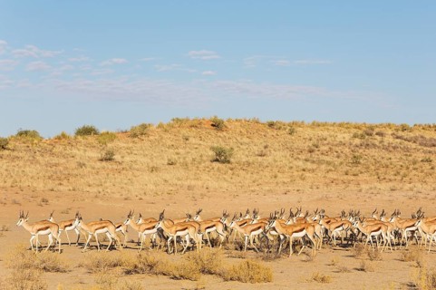 Springboks