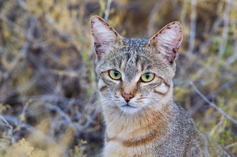 African Wildcat