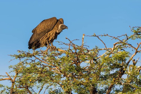 Cape griffon