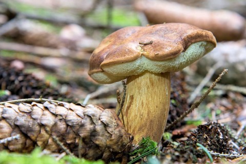 Bay bolete