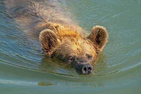Brown bear