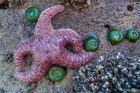 Starfish
