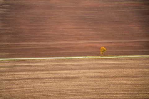 Freshly ploughed field and lonely tree in autumn