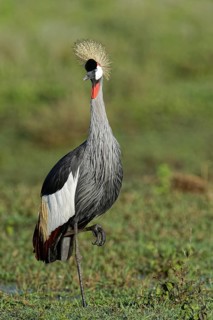 Gray crowned-crane