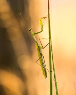Mantis