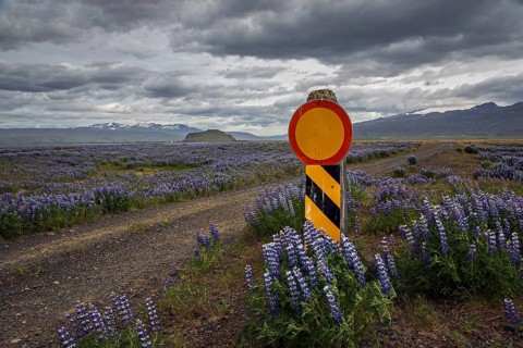 Closed path through flowering Lupins