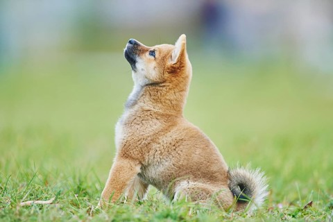 Shiba