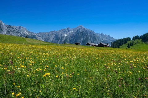 Walder-Alm