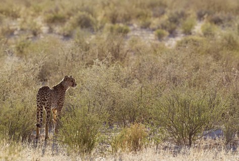 Cheetah