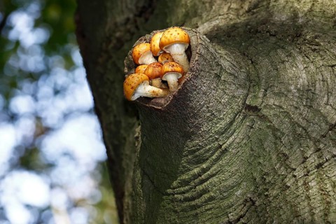 Golden Scalycap