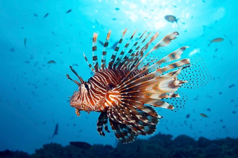 Red Lionfish