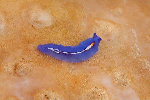 Racing-Stripes-Flatworm