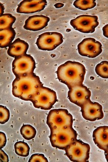 Detail of leopard sea cucumber
