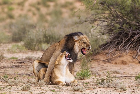 Black-maned lions