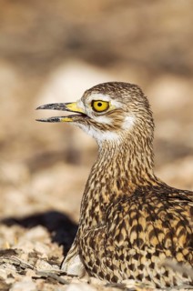Spotted Dikkop