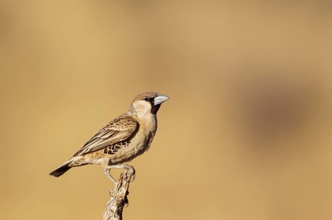 Sociable Weaver