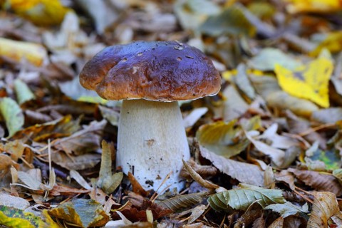 King bolete