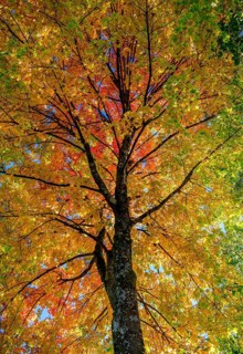 Maple