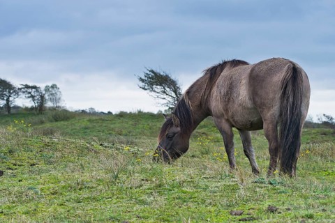 Tarpan re-breeding