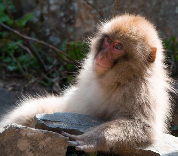 Japanese macaque