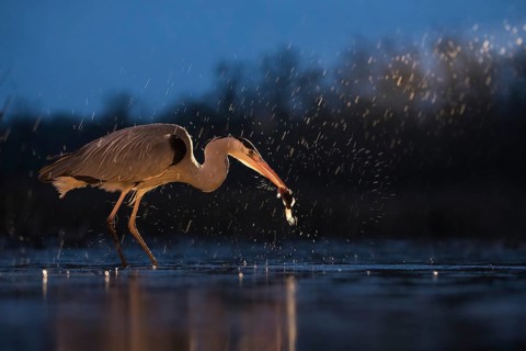 Grey Heron